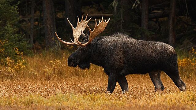 Год Темного Лося: что предрекает славянский календарь на 2024 год