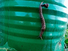 Петербургские власти ответили, как бороться с нашествием опасных слизней