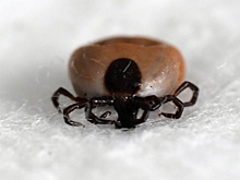 В России обнаружили новый вирус Хасеки, передающийся от клещей