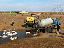 Жители села в Калмыкии спасли от гибели стаю диких лебедей-шипунов
