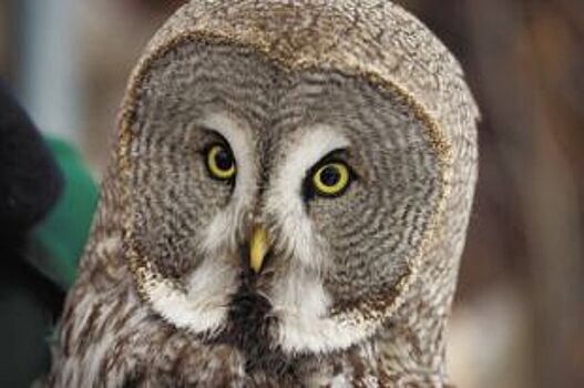 Почему совы массово прилетают в город?