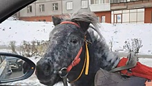 В Магнитогорске водители поймали пони, носившегося по дороге. Видео