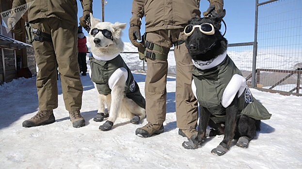 Собак-спасателей одели в специальное снаряжение для работы в горах