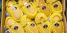 Экзотика на подоконнике: как вырастить манго из косточки
