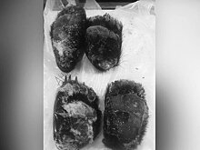 Лапы гималайского медведя обнаружили таможенники на судне из Кореи