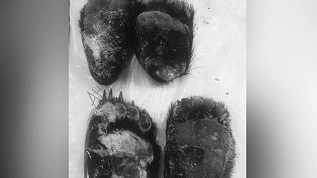 Лапы гималайского медведя обнаружили таможенники на судне из Кореи