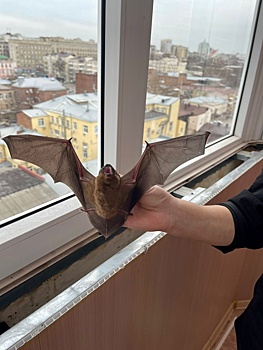 Мышь в мешке: ростовчанка сняла квартиру с 306 летучими существами