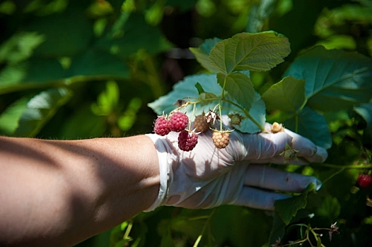 Ученые разработали уникальный способ борьбы с насекомыми-вредителями