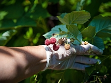 Ученые разработали уникальный способ борьбы с насекомыми-вредителями