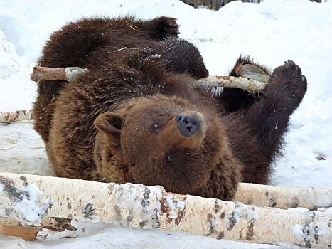 В Большереченском зоопарке не могут уснуть медведи