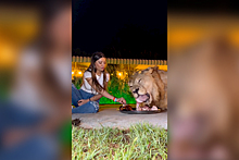 Женщина поела из одной тарелки со львом и напугала пользователей сети