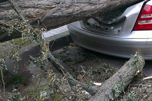Госинспекция провела проверку после падения дерева на машины в Барнауле