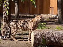 В Ростовском зоопарке появился гепард