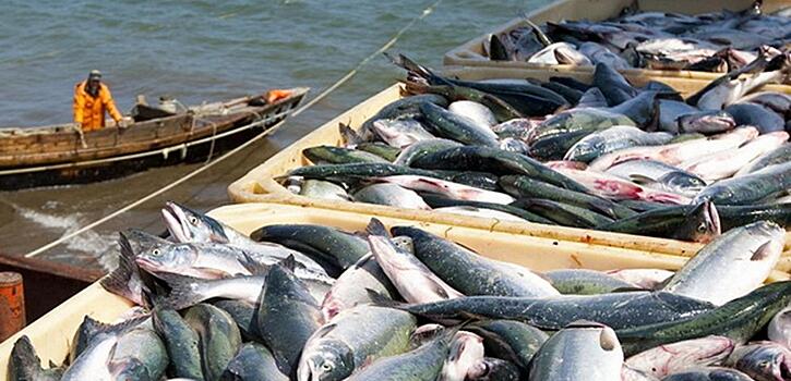 Горбуша в Николаевске продается по 52 рубля за килограмм