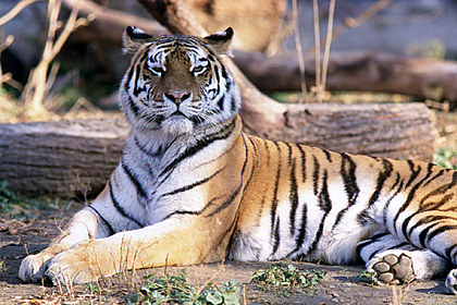 В России появились новые ареалы обитания амурских тигров