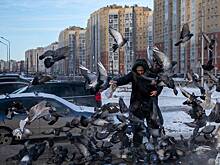 В российском городе запретили кормить голубей на законодательном уровне