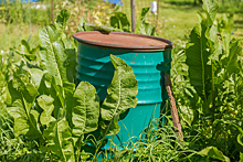 Зеленое удобрение для сада и огорода: рецепты и применение полезной бродилки