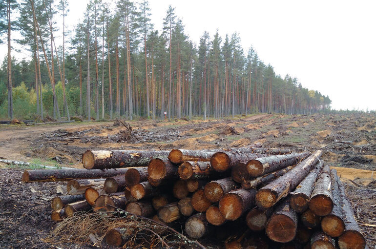 Срок выполнения работ по лесовосстановлению после вырубки предложили сократить