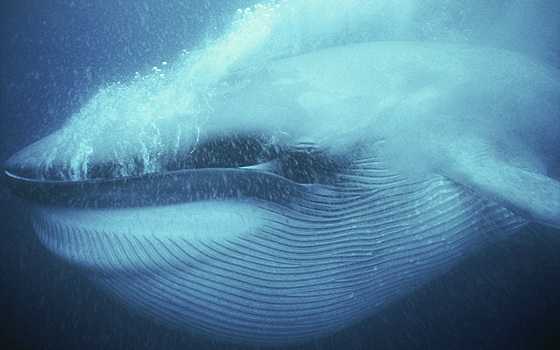 Безымянный кит помог по-другому взглянуть на эволюцию китового уса