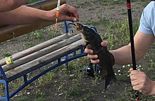 Ловись рыбка большая и маленькая: в рыбнадзоре рассказали о статистике нарушений и нехватке кадров