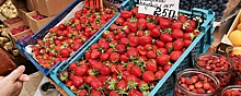 В Чувашии состоится первый в истории региона фестиваль ягод