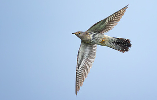 Последние кукушки улетят из Москвы в октябре