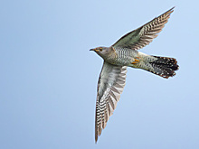 Последние кукушки улетят из Москвы в октябре