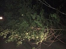 На трассе под Калининградом упавшее дерево перегородило проезд автомобилям