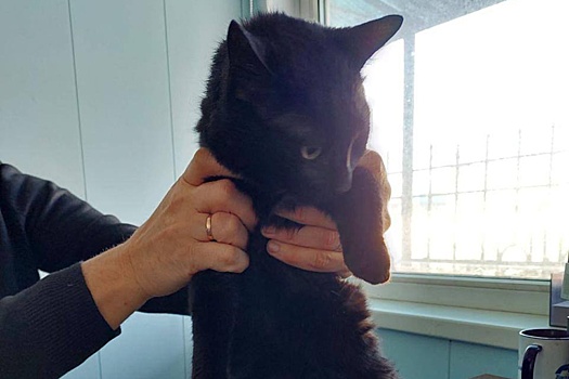 Тайно приплывший из Стамбула кот Бурак почти месяц живет в порту Новороссийска