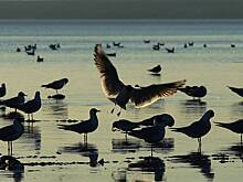 В Подмосковье разрешили охоту на чаек