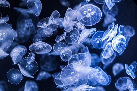 Создан биосолнечный элемент на основе морских микробов