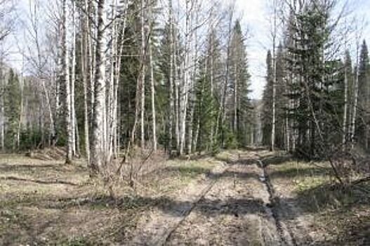 Алтайский общественник рассказал о вывозе леса из Салаирской тайги в Китай