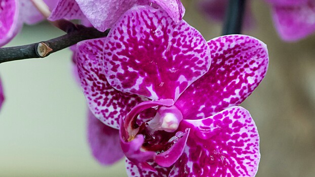 Аллергия отступит: эти советы помогут пережить цветение с комфортом