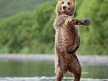 Выставка снимков живой природы пройдет в парке "Зарядье"