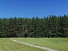 Заблудившуюся в лесу 84-летнюю женщину нашли в Красноярском крае