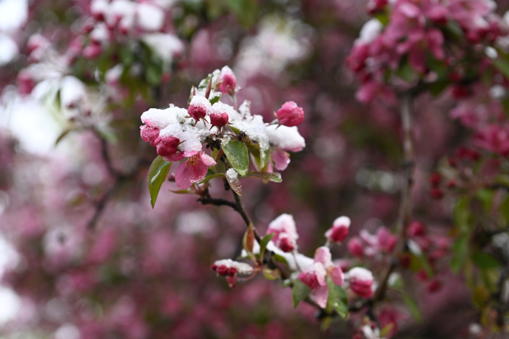 Посевы замерзли, цветы опали: как майские снегопады повлияют на урожай?