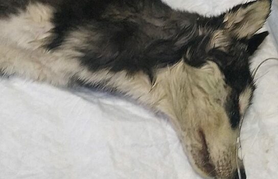 В Екатеринбурге щенка хаски с чумкой подключат к зондовому питанию