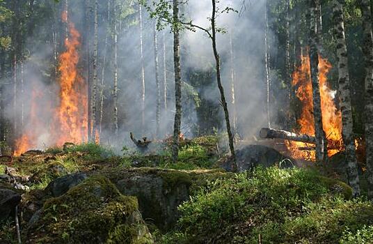 Смыслы недели: Сибирь в огне лесных пожаров, Москва сопротивляется беспорядкам