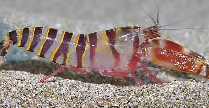 Креветка — самый шумный житель морских глубин