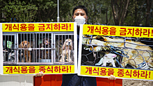 В Южной Корее запретили есть собак