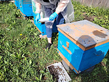 Расследование массовой гибели пчел проводят в Усть-Таркском районе