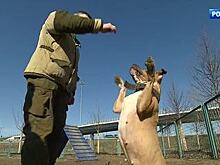 В Мосгордуме обсуждают, что делать с потенциально опасными породами собак