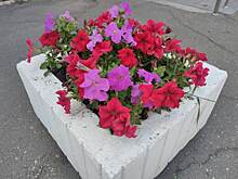 Новые цветы высадили в бетонные клумбы на Есенинском бульваре
