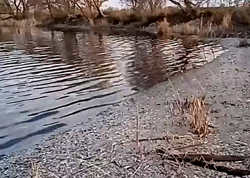 Днем у саратовского пруда нашли скелет человека