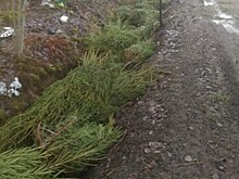 Брошенные новогодние елки отвезли в зоопарк – ими украсили клетки и вольеры