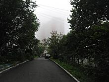 «Прямо на клумбе вырос»: приморца поразило увиденное ночью возле дома