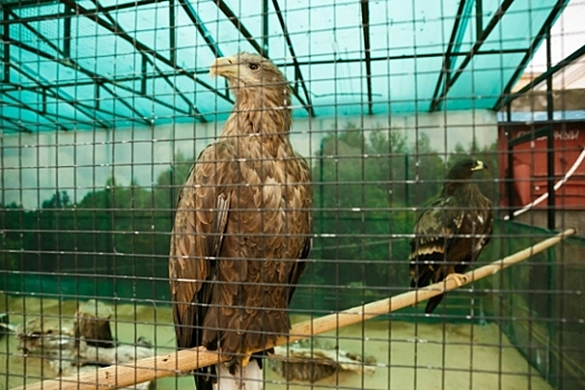 Европейского черного коршуна спасли в Волгограде