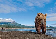 Короткометражные фильмы о Дальнем Востоке покажут в «Искре» на Костякова