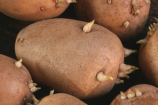 Россиянин избил отца из-за запаха картошки