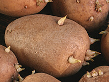 Россиянин избил отца из-за запаха картошки